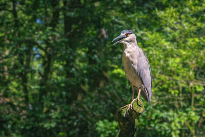 Portraits Photos - Black-crowned Night-Heron 2 by Steve Rich