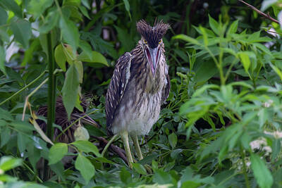 Portraits Photos - Black-Crowned Night Heron Chick by Steve Rich