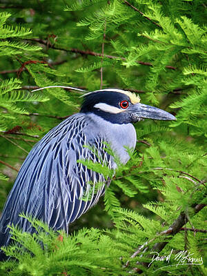 Kitchen Food And Drink Signs - Black-Crowned Night Heron by David McKinney