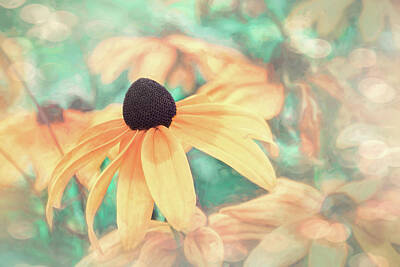Sunflowers Photos - Black Eyed Susan Peachy Pastels  by Carol Japp