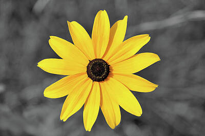 Wild And Wacky Portraits Royalty Free Images - Black-eyed Susan Selective Coloring Royalty-Free Image by Rygb-hex Designs