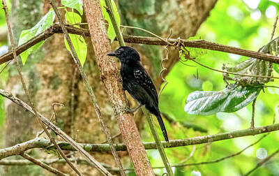Keg Patents - Black-hooded Antshrike, Costa Rica by Marcy Wielfaert