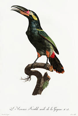 Dragons - Black Necked Aracari 01 -  Vintage Bird Illustration - Birds Of Paradise - Jacques Barraband  by Studio Grafiikka