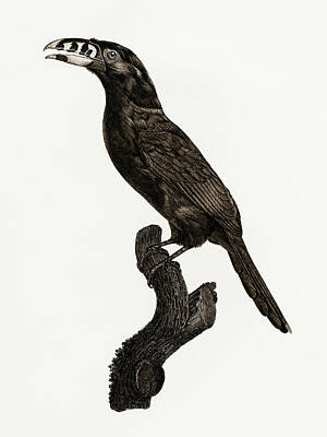 Birds Digital Art - Black Necked Aracari Male  -  Vintage Bird Illustration - Birds Of Paradise - Jacques Barraband  by Studio Grafiikka