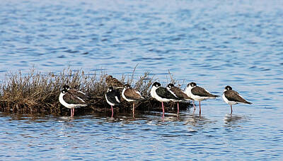 Lori A Cash Royalty-Free and Rights-Managed Images - Black-necked Stilts Resting by Lori A Cash