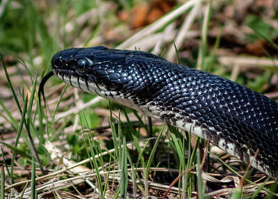 Maps Rights Managed Images - Black Racer 6 Royalty-Free Image by David Beard