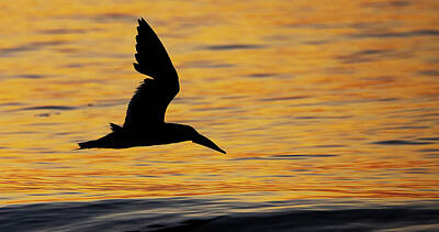 Lori A Cash Royalty-Free and Rights-Managed Images - Black Skimmer in Flight Silhouette by Lori A Cash