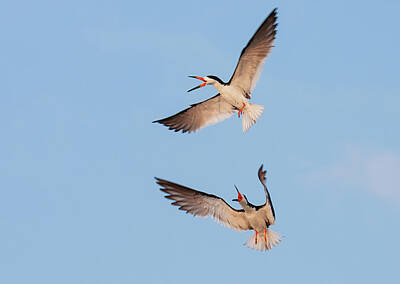 Fairy Watercolors Royalty Free Images - Black Skimmers in Aerial Courtship Display II Royalty-Free Image by Lori A Cash