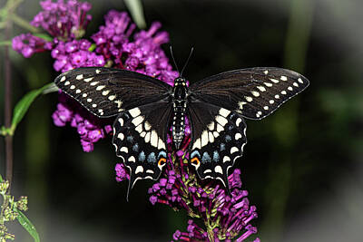 Edward Hopper - Black Swallowtail Butterfly-Female Black Swallowtail by Judy Wolinsky
