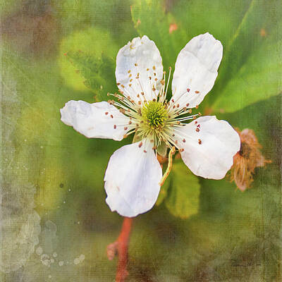 Granger Royalty Free Images - Blackberry Blossom Royalty-Free Image by Bellesouth Studio