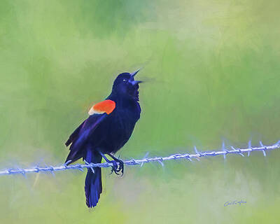 Mammals Mixed Media - Blackbird Singing on a Barbed Wire Line by Carol Fox Henrichs