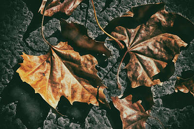 Juj Winn - Blacktop Autumn by Jim Love