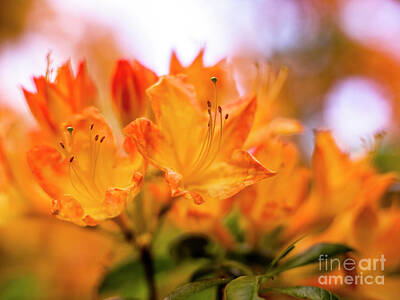 Golden Gate Bridge Rights Managed Images - Blazing Azaleas Closeup Royalty-Free Image by Mike Reid