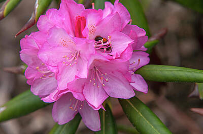 Temples - Bloom of Rhododendron Kalinka by Jenny Rainbow