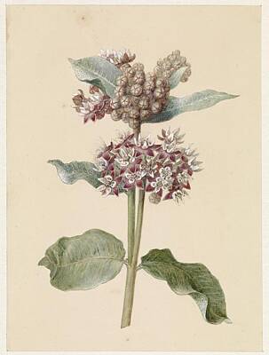 Fairy Watercolors - Blooming Asclepias species, Jan Jacob Goteling Vinnis, 1831 1900 by Timeless Images Archive