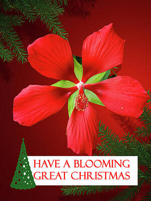 Still Life Mixed Media - Blooming Great Christmas Card by Sharon Williams Eng