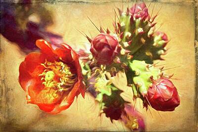 Colored Pencils - Blooming Prickly Pear Cactus by Rebecca Herranen