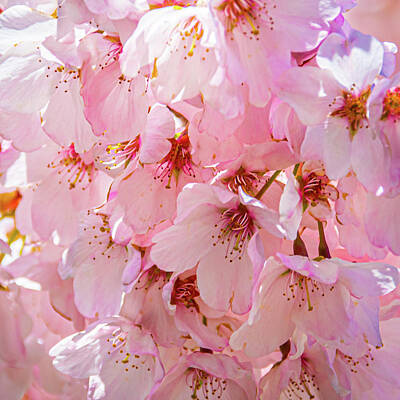 Aromatherapy Oils Royalty Free Images - Blossom Pinks Royalty-Free Image by Stewart Helberg