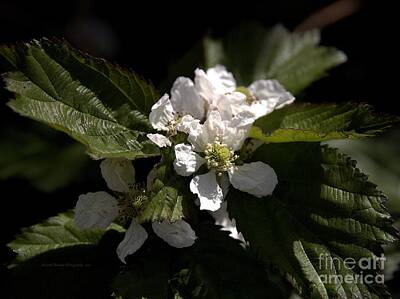 Dancing Rights Managed Images - Blossoms on Boysenberries Royalty-Free Image by Richard Thomas