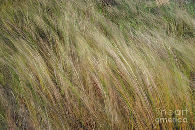 Abstract Dining - Blown Grass by Patrick Lynch