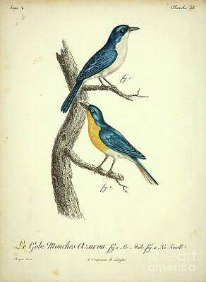 Open Impressionism Red Rock Desert - Blue-and-white Flycatcher m3 by Historic illustrations