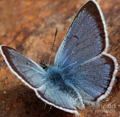 Royalty-Free and Rights-Managed Images - Blue Butterfly 2 by Russell Smith