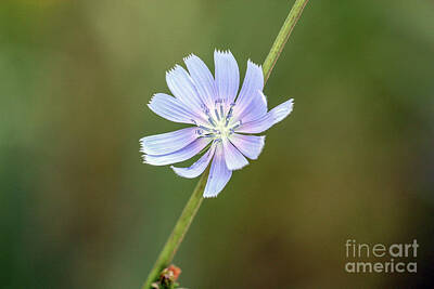 Terry Oneill - Blue Chicory wildflower  by Mirjana Simeunovich