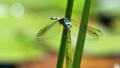 Easter Egg Hunt Royalty Free Images - Blue Dasher Dragon Fly Royalty-Free Image by Michael Moriarty