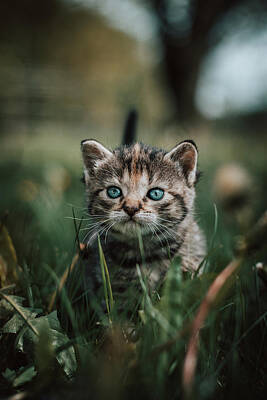 Rolling Stone Magazine Covers - Blue-eye kitten in green grass by Vaclav Sonnek