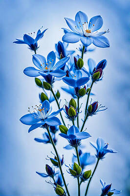 Royalty-Free and Rights-Managed Images - Blue Flowers by Manjik Pictures