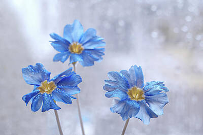 Christmas Trees - Blue flowers Nemophila menziesii  in rain drops by Iwona Sikorska