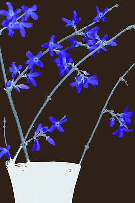 Ira Marcus Royalty-Free and Rights-Managed Images - Blue Forsythia by Ira Marcus