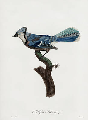 Birds Digital Art - Blue Green Jay - - Vintage Bird Illustration - Birds Of Paradise - Jacques Barraband - Ornithology by Studio Grafiikka