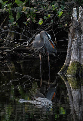 Reptiles Photo Royalty Free Images - Blue Heron Gator Royalty-Free Image by Joey Waves