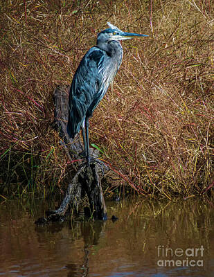 Female Outdoors - Blue Heron In Blackwater by Nick Zelinsky Jr