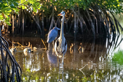 Holiday Cheer Hanukkah - Blue heron in the lagoon looking for food by Dan Friend