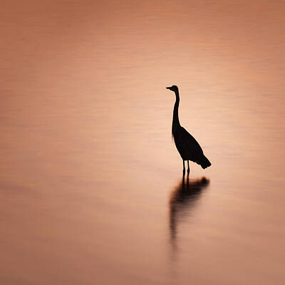 Modern Man Classic Golf - Blue Heron Silhouette and Reflection by Jason Fink