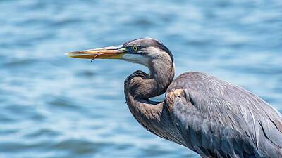 Birds Photos - Blue Heron Tongue Out by Trey Cranford