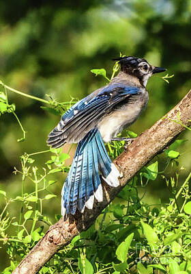 Landscapes Kadek Susanto - Blue Jay With Fanned Tail Feathers by Cindy Treger