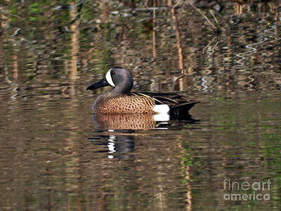 Birds Royalty Free Images - Blue Winged Teal April 26, 2024 Royalty-Free Image by Sheila Lee