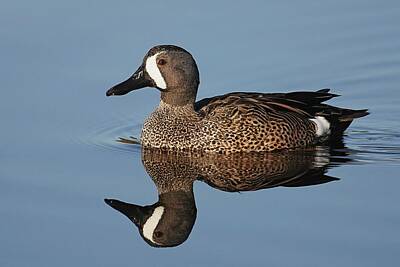 Lori A Cash Royalty-Free and Rights-Managed Images - Blue-winged Teal Reflection by Lori A Cash