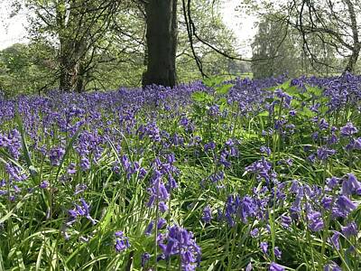 Royalty-Free and Rights-Managed Images - Bluebell Wood by Luisa Millicent