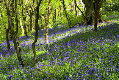 Modern Man Surf Royalty Free Images - Bluebells in forest Royalty-Free Image by Elena Elisseeva