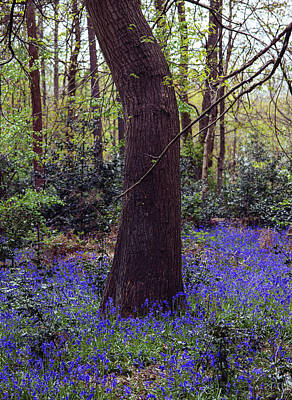Photo Royalty Free Images - Bluebells Woodland Royalty-Free Image by Martin Newman