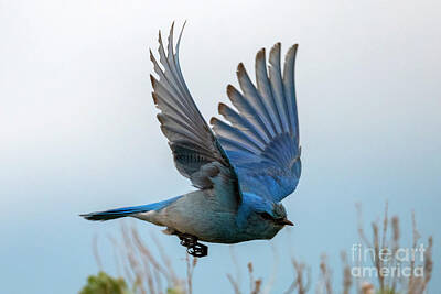 Green Grass - Bluebird in Pursuit by Michael Dawson