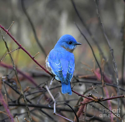 The Art Of Fishing Rights Managed Images - Bluebird in the Brambles Royalty-Free Image by Kerri Farley