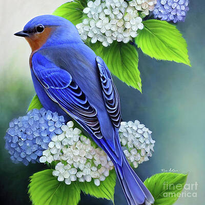 Birds Royalty-Free and Rights-Managed Images - Bluebird In The Hydrangeas by Tina LeCour