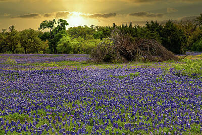 Nothing But Numbers Royalty Free Images - Bluebonnets at Sunrise Royalty-Free Image by David Werner