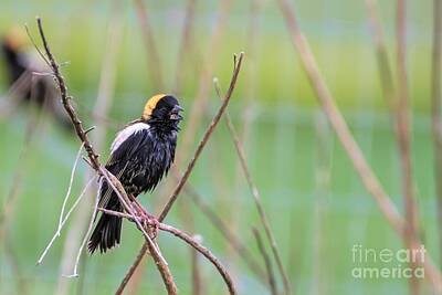 Birds Royalty-Free and Rights-Managed Images - Bobolink Singing by Jennifer Jenson