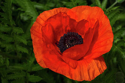 Autumn Landscape Photography Parker Cunningham - Bold Crushed Silk - Big and Beautiful Red Poppy by Georgia Mizuleva